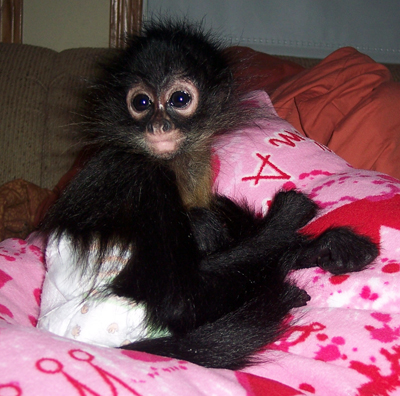 Ayla, our Spider Monkey