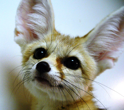 Our Fennec Fox