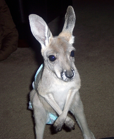 Our Kangaroo